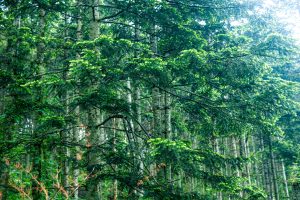 しもかわ森のブルワリー_ トドマツ