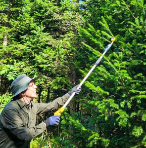 しもかわ森のブルワリー_採取